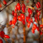 Berberina para os diabéticos